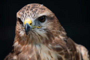 The Common Buzzard (Buteo buteo).