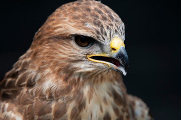 The Common Buzzard (Buteo buteo).