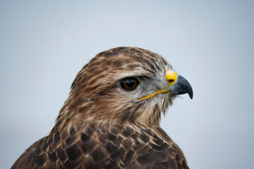 The Common Buzzard (Buteo buteo).