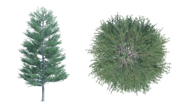 Tamarack tree set top front png alpha chanel