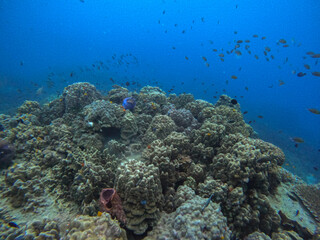 Fototapeta premium coral reef and diver