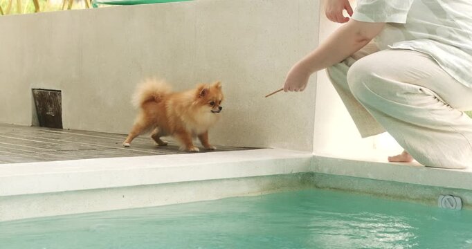 A Pomeranian Spitz dog is afraid to come close to the pool because it is afraid of water. She carefully approaches the edge but does not dare and goes back. Summer heat.