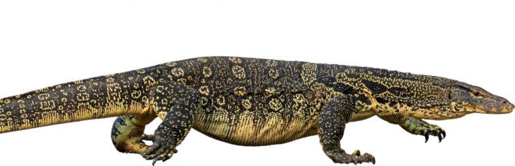 common water monitor lizard isolated on white background 