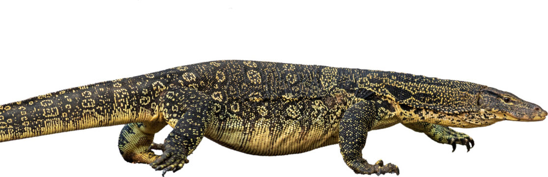 common water monitor lizard isolated on white background 