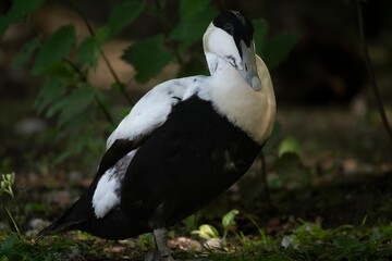 The Common Eider (Somateria mollissima), also called St. Cuthbert's Duck or Cuddy's Duck.