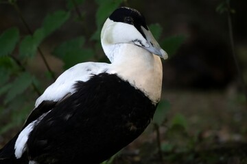 The Common Eider (Somateria mollissima), also called St. Cuthbert's Duck or Cuddy's Duck.