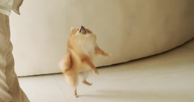 A Pomeranian Spitz dog joyfully jumps and spins around its owner, performing tricks to get a treat. A joyful and funny puppy actively jumps and gets food for following commands.