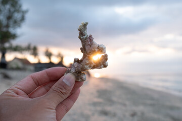 A close-up of a hand holding a piece of coral at sunset, with the sun shining through the coral and the beach in the background.