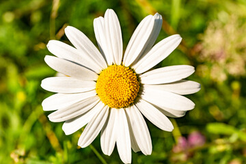 Obraz premium Chamomile flowers close-up on a summer day.