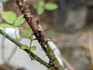 The rose stem, covered in sharp thorns, shows signs of disease. The lower part remains green, while the upper part starts to brown.