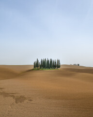Obraz premium Tuscanny Trees