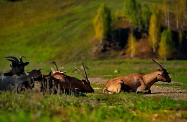 Russia. The South of Western Siberia, the Altai Mountains. A herd of longhorn scythes rests in the...