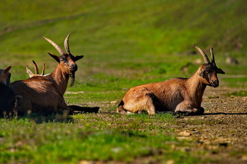 Russia. The South of Western Siberia, the Altai Mountains. A herd of longhorn scythes rests in the...