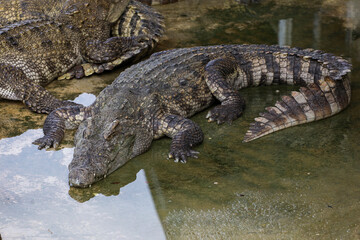 The salt crocodile swimming on the river near canal