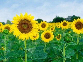Fototapeta premium Field of yellow sunflowers.