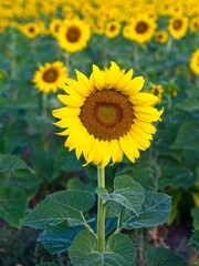Close up of bright yellow sunflower.