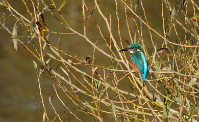 A male kingfisher perching in the branches of a lakeside tree in winter. 