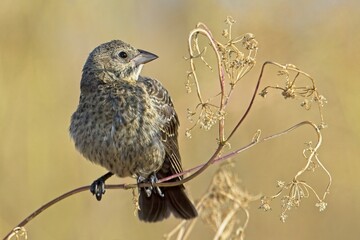 Sparrow looks to the side on a perch.