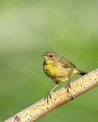 Warbling vireo on a branch.