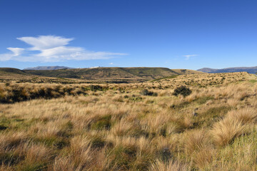 landscape with common Red Tussock Grass (Chionochloa rubra) abounds plenty in the Otago region grasslands, South Island, New Zealand