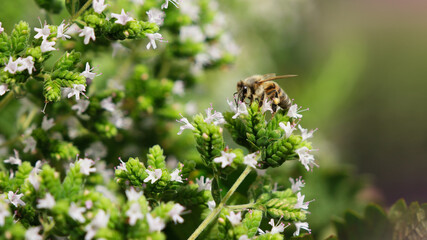 Die Buckel-Seidenbiene (Colletes daviesanus) - In Europa vom Mittelmeer nordw&auml;rts bis Gro&szlig;britannien, Irland, Norwegen, Schweden und Finnland.
