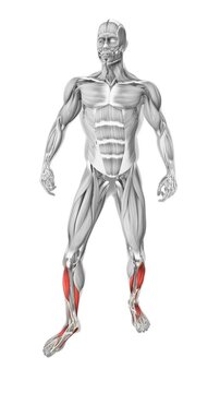  Tibialis anterior muscles in the human muscular system.