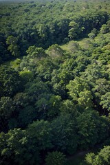 forest in the mountains