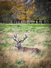 A male deer hides in the tall grass