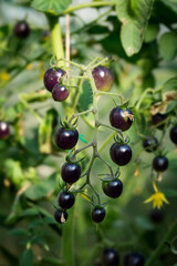 Black cherry kumato hanging in hothouse