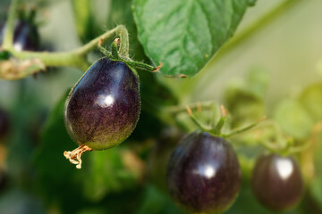 Black cherry kumato hanging in hothouse
