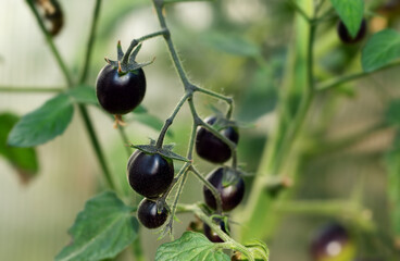 Black cherry kumato hanging in hothouse