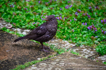 close up portrait of a female blackbird turdus merula