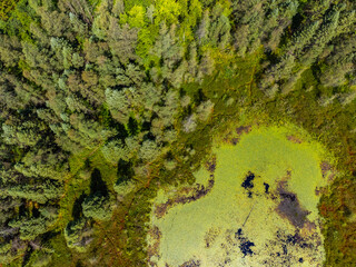 aerial image of the sifton bog in london ontario canada during the summer