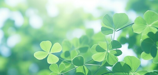 close up green clover  in field, 4 leaves clover with copy space