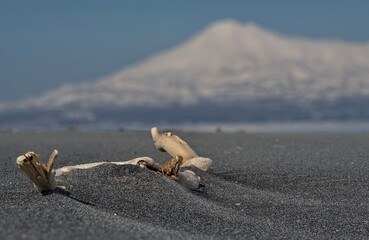 Russia. The Far East, the Kuril Islands. A bizarre driftwood on the shore of the cold Sea of...