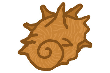 Seashells on transparent background