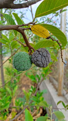 plums on the tree