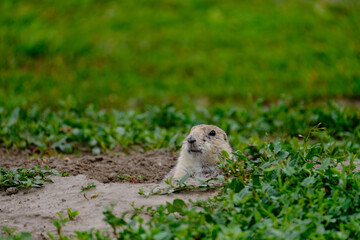 Parie Dog in the Badlands and plains of South Dakota their natural habitat
