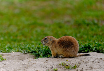 Parie Dog in the Badlands and plains of South Dakota their natural habitat
