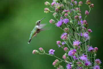 hummingbird feeding on flower