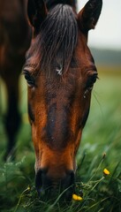A horse is eating grass in a field.