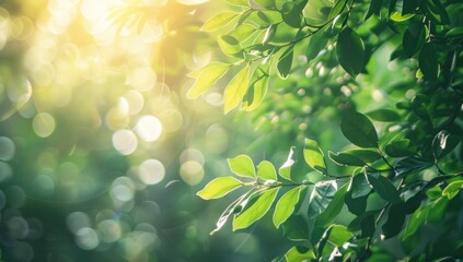 Sunlight Through Green Leaves