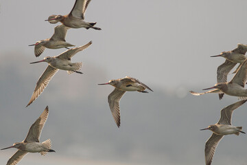 Sandpiper flocks in flight