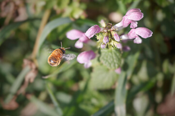Bee in flight toward flowers
