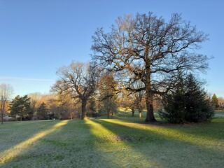 Naklejka premium Beautiful early morning light shining through the trees on to the grass in a park on a bright winter's day. 
