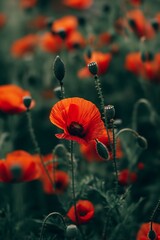 A close up of a red poppy flower in a field of red flowers. Scene is serene and peaceful, as the red flowers are scattered throughout the field, creating a beautiful and calming scene