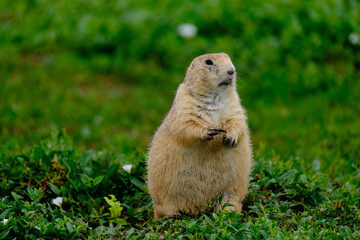 Parie Dog in the Badlands and plains of South Dakota their natural habitat
