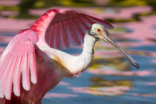 A Roseate spoonbill flaps its wings as an amusement park ride reflects pink onto the lake behind it in Orlando, Florida.