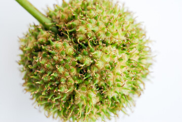 the hairy and spiny fruit of the sycamore tree with a petiole