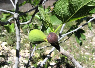 figs ripening on tree